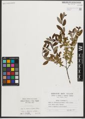 Foto von Salix triandra L.